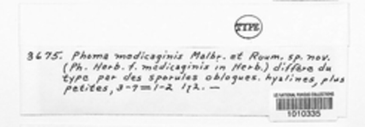 Ascochyta medicaginicola image